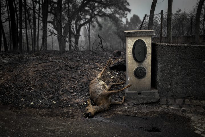 Patricia Melo Moreira-08